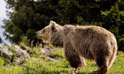 Run for Bears - Spendenlauf fürs Arosa Bärenland
