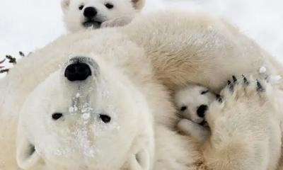 WWF-Lauf Schule Rheineck / für die Eisbären und das Klima