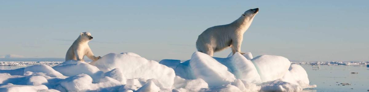 WWF-Lauf Schule Rheineck / für die Eisbären und das Klima